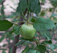 pomme 15 liste